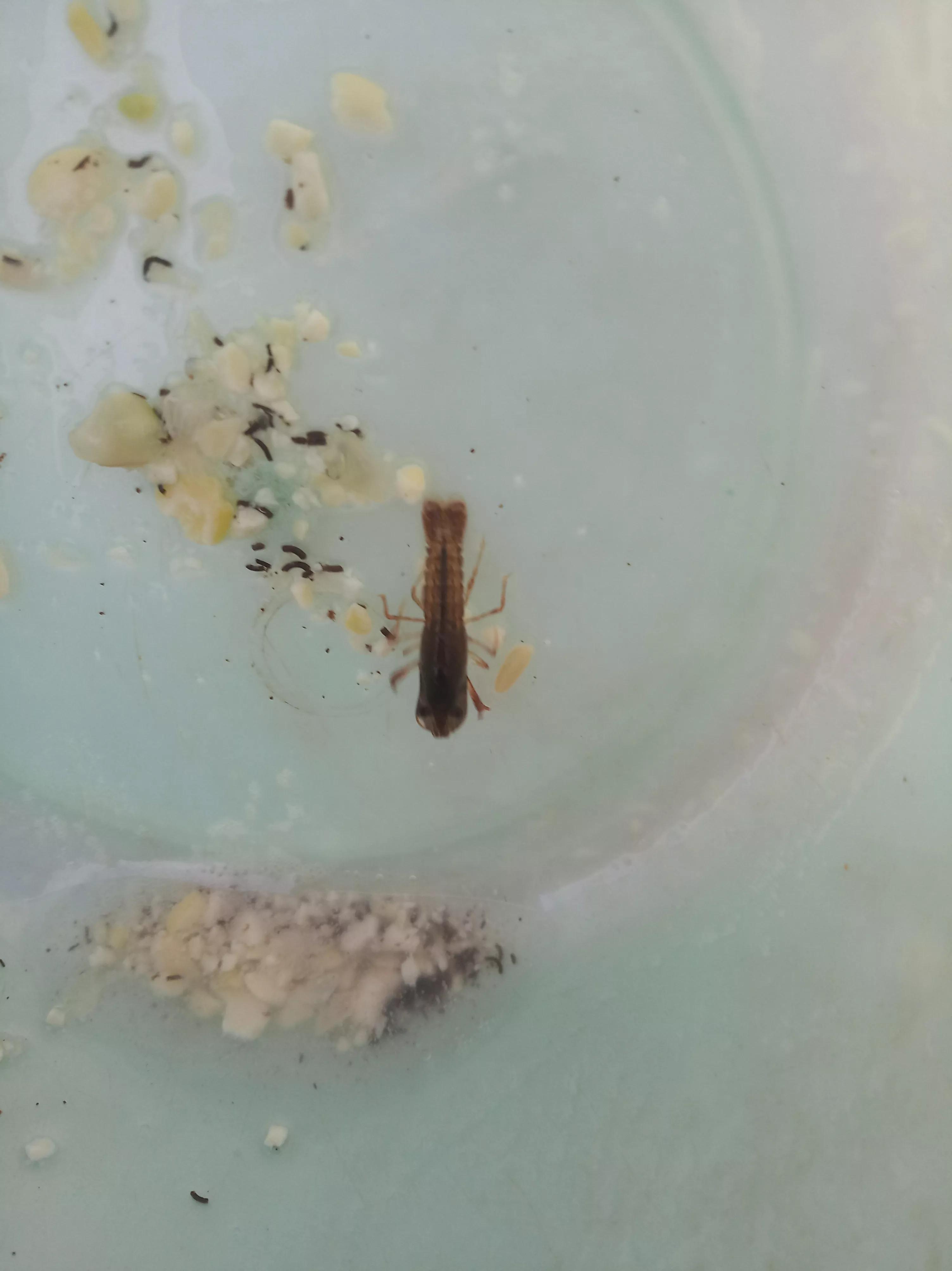 低温给小龙虾投喂豆浆和豆粕到底需不需要煮熟？直接投生的就行