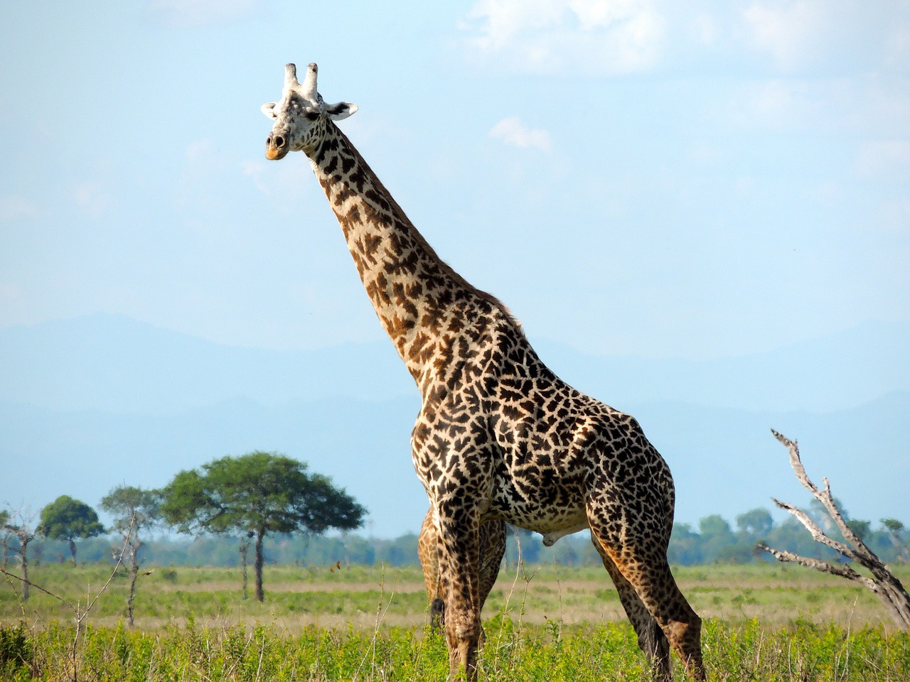 看百科学英语：Giraffe长颈鹿