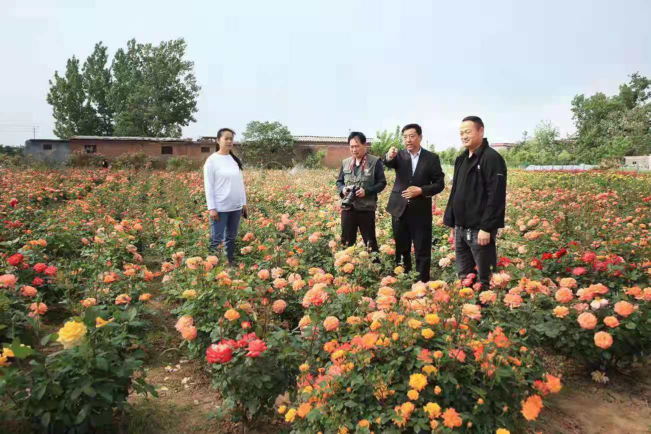 月季花园扮靓最美乡村