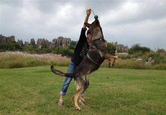 各国猛犬大全，建议收藏