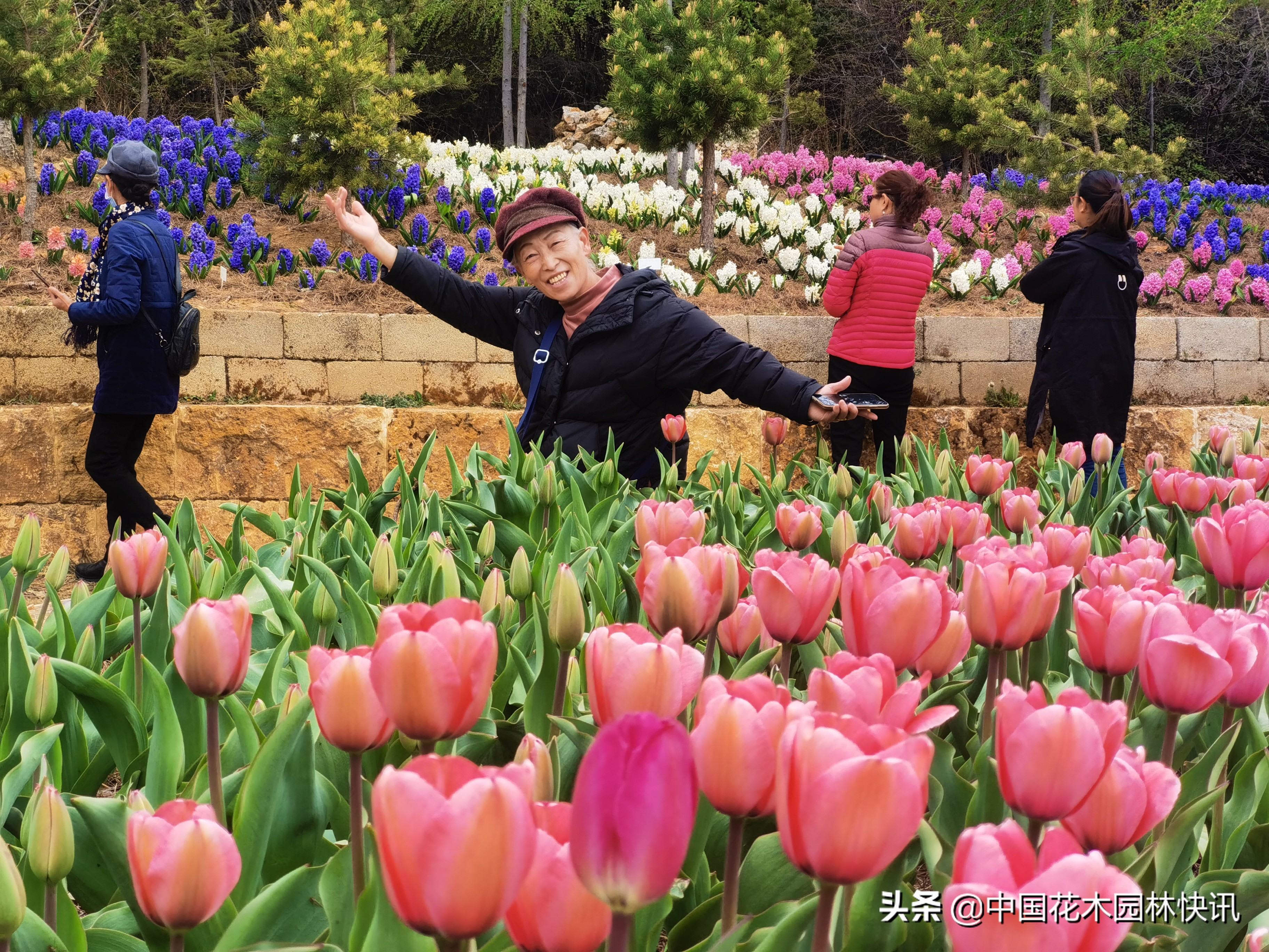 50余种国外球根花卉绽放香格里拉高山植物园 中国花木园林快讯 Mdeditor