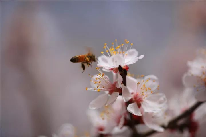 杏花诗词，惊艳了整个春天-第4张图片-诗句网