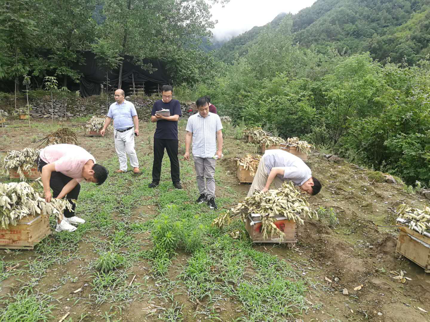 脱贫攻坚|西峡县军马河镇：壮大村集体经济 助力脱贫攻坚