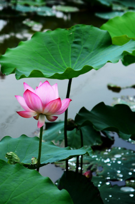 阳光总在风雨后 人生终有暖晴天，那些雨晴的诗词，道尽人生哲理-第8张图片-非凡网