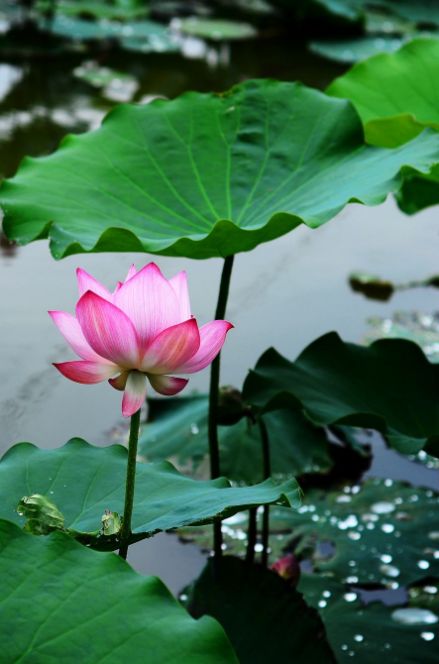 阳光总在风雨后 人生终有暖晴天，那些雨晴的诗词，道尽人生哲理