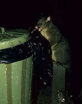 澳洲人家浴室突然出現�川普�生物，恐怖場景嚇壞眾人