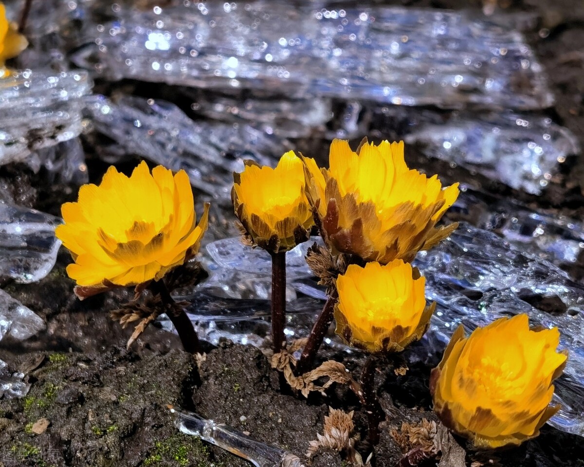 这些花开的时候 春天就不远了 分享6种早春花卉 看你见过几种 Bf花花世界 Mdeditor