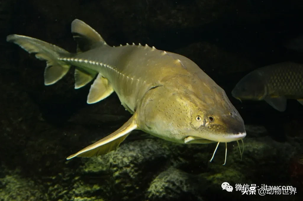 生物科普中國淡水魚類圖鑑一