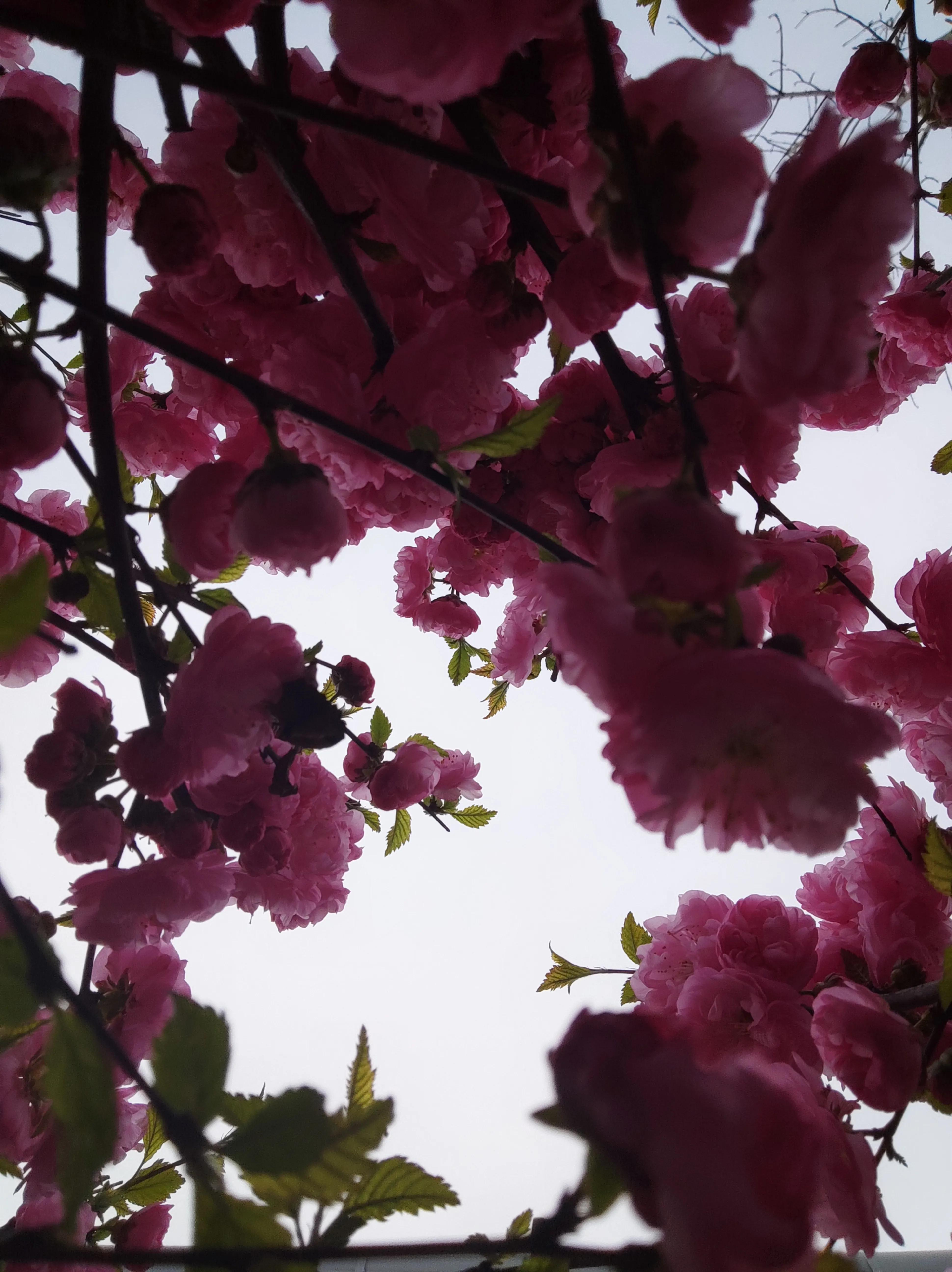 人間四月天 炫彩鼻菸壺 Mdeditor