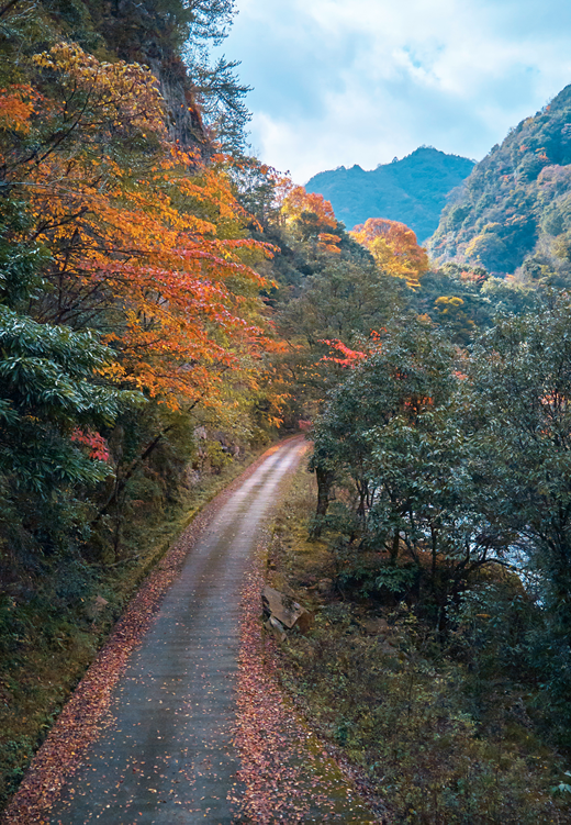 四川|媲美光雾山！平武这条沟，藏着一个惊艳的彩林秘境！