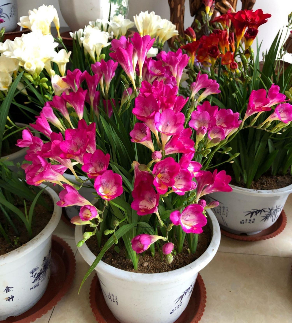 6 kinds of "women's flowers" can eat and smell good iNEWS