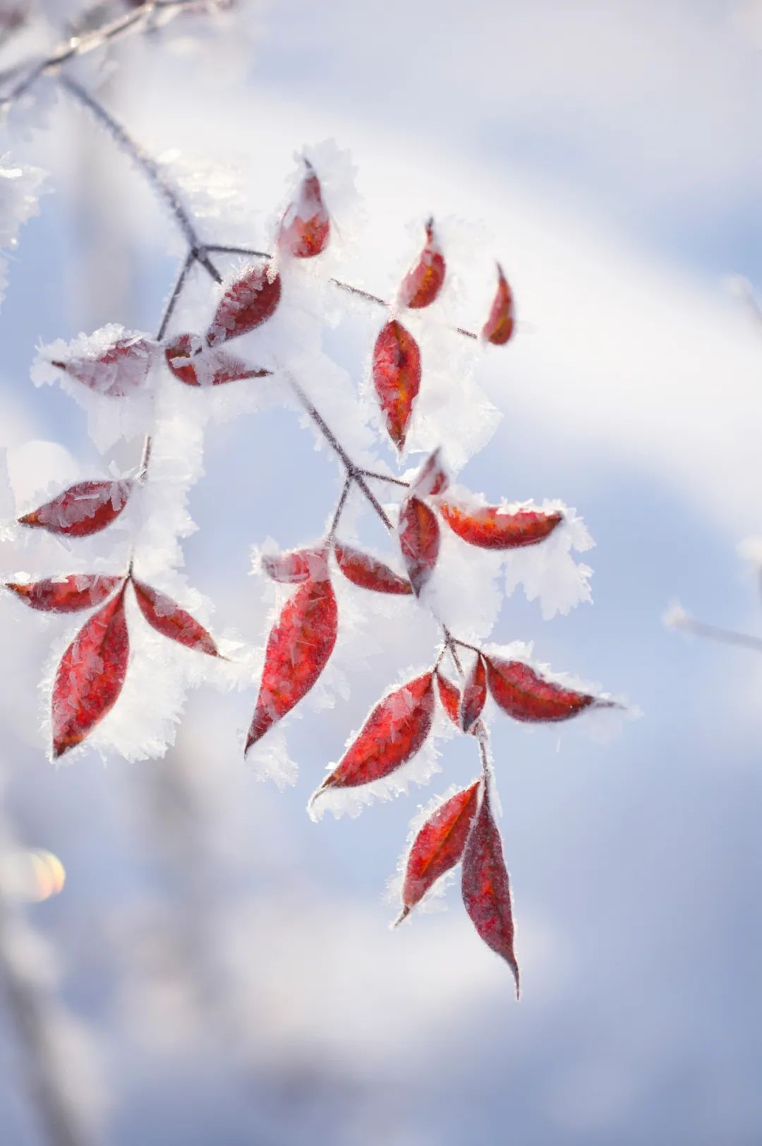 40位知名诗人，一人一句雪的诗词，治愈了整个冬天-第3张图片-非凡网