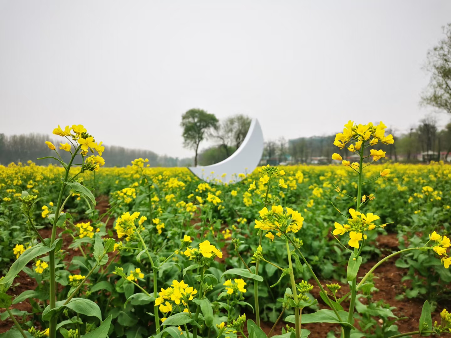 周末来看怪村油菜花海与月亮船 北京丰台 Mdeditor