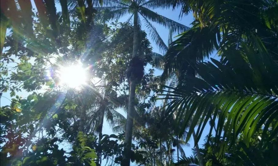 人類的禁區，動植物的天堂，亞馬遜雨林到底有多恐怖？