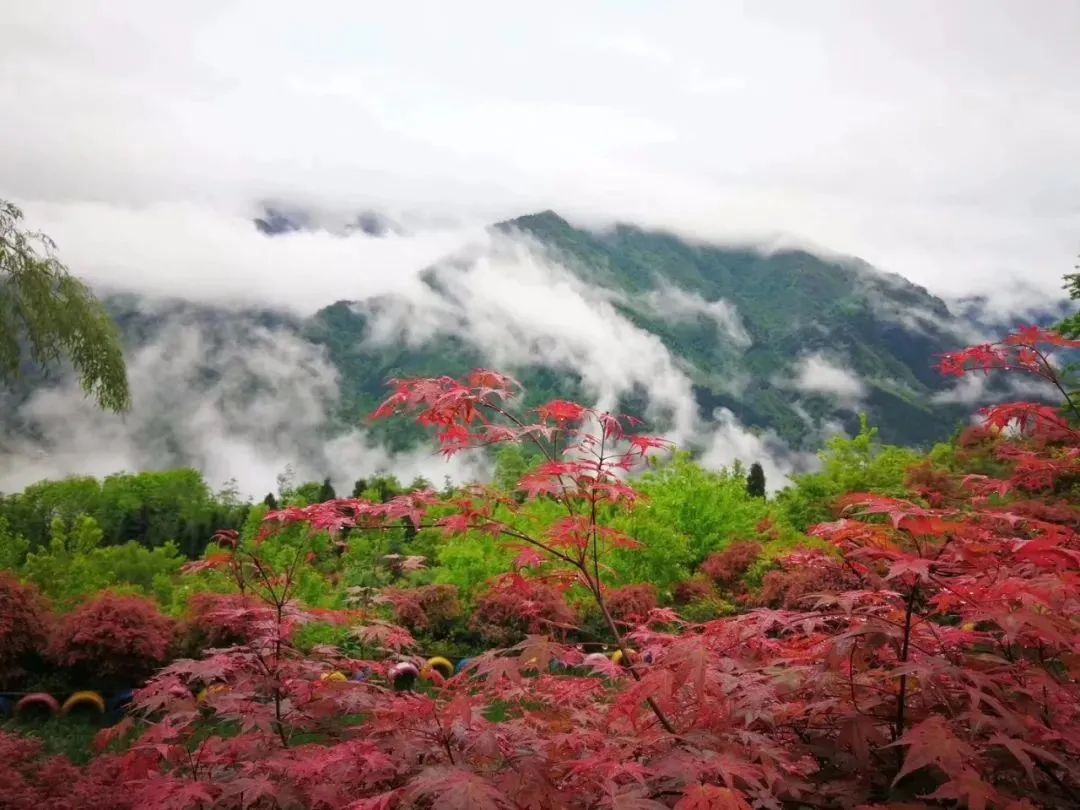 看名字,你應該就懂了吧地址:德陽市什邡市紅白鎮馬口村紅楓嶺川西紅楓