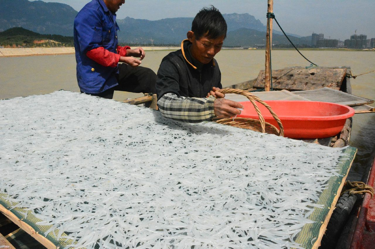 太湖銀魚移植：席卷多片水域，土著魚被搞得雞犬不寧，命懸一線？