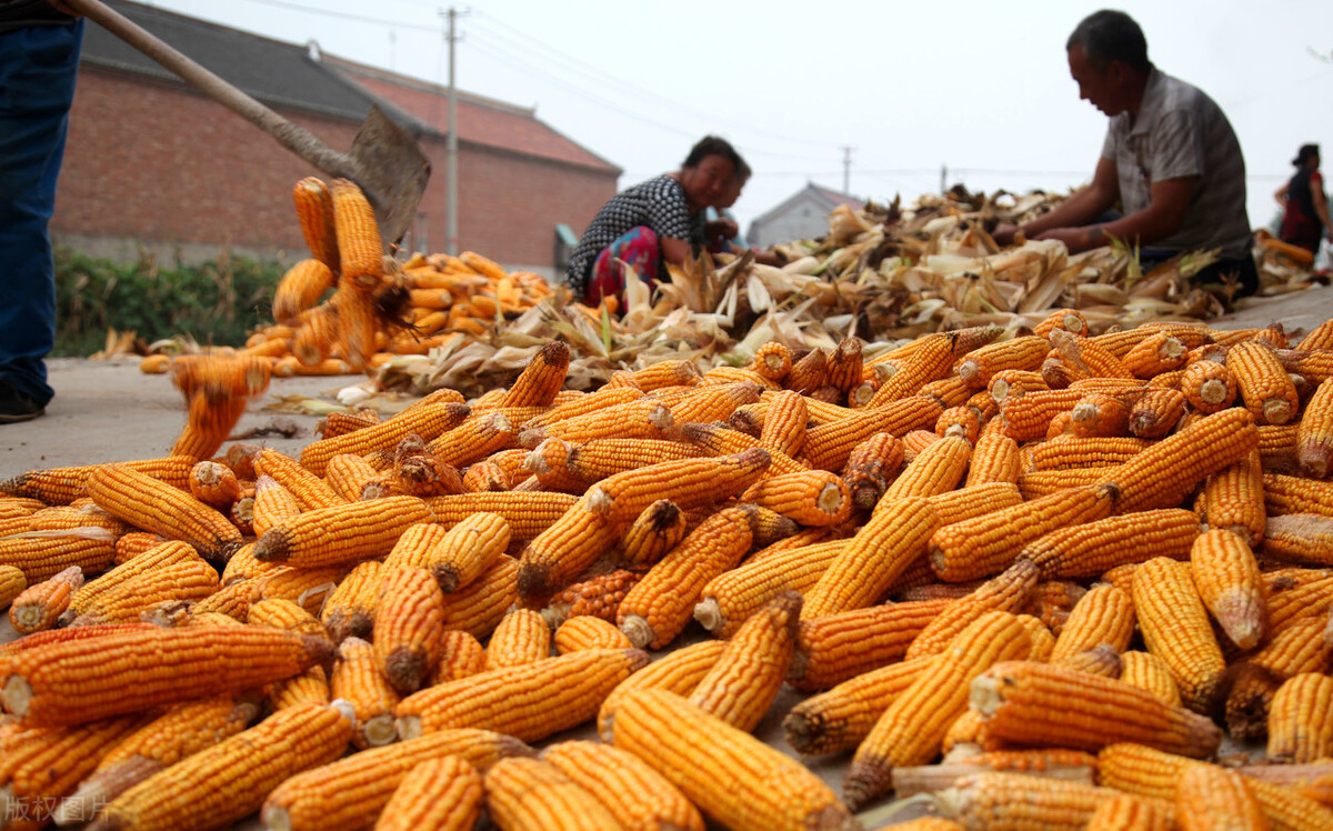 20年玉米价大涨40%，农民跟风种植，今年能“高价”吗？附玉米价