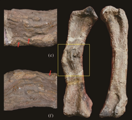 自贡恐龙博物馆的镇馆之宝是“和平永川龙”，它的龙爪曾经骨折过