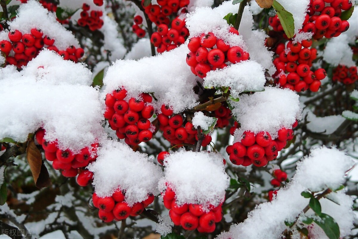 獼猴桃和沙棘果哪個維生素c含量高？ 維C之王稱號真的重要嗎？