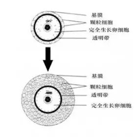 卵泡大小正常范围是多少？什么样子的卵泡才算优质卵泡？