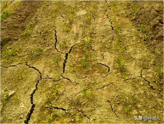 中国土壤的5大疾病！这就是导致粮食减产的根源