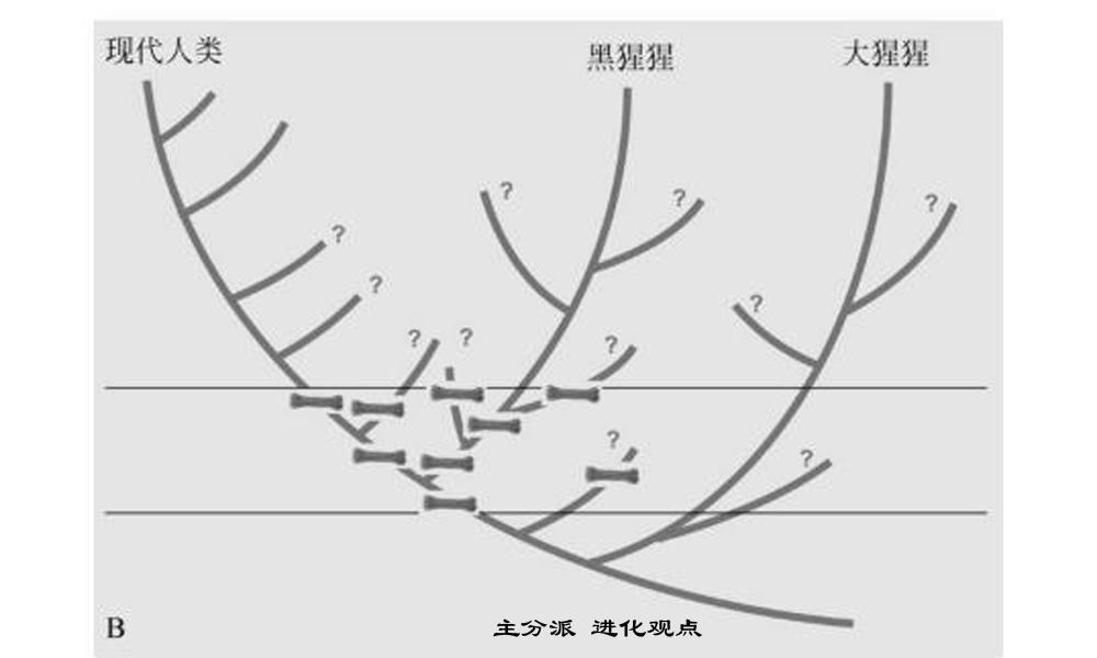 进化：人类从猿到人的这几百万年