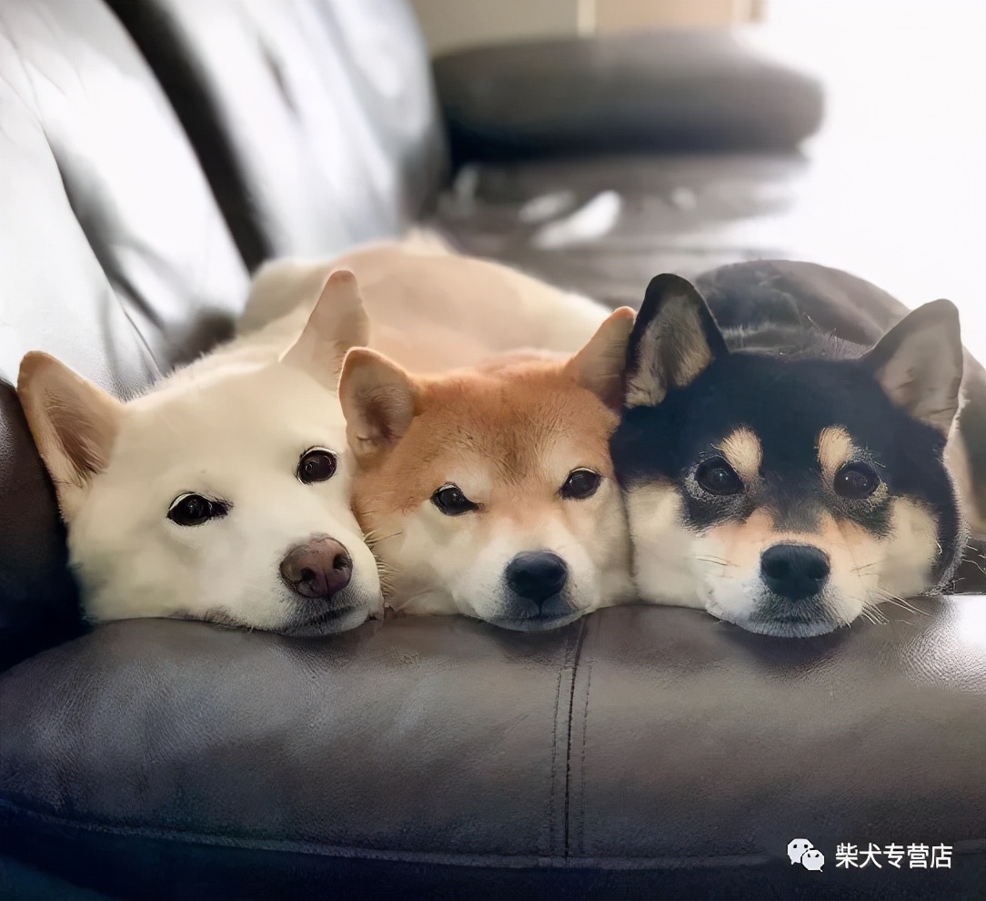 柴犬还分颜色歧视 为你解析不同的柴犬价格 柴犬本柴 Mdeditor