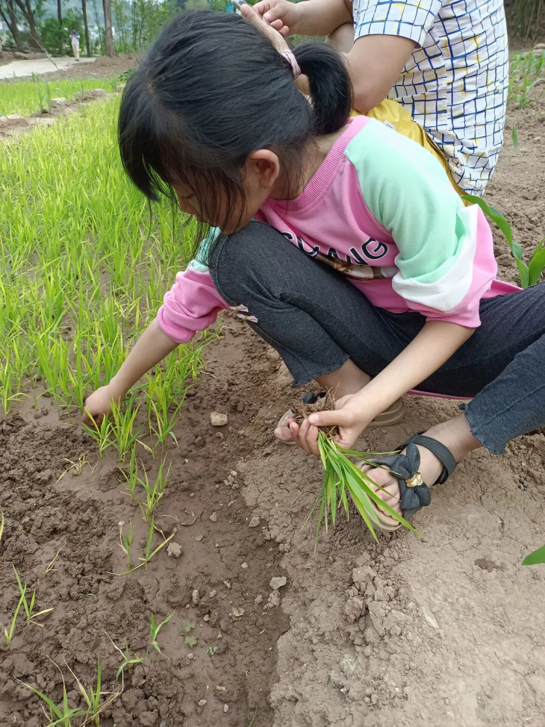 我劳动 我快乐 我成长——四川天府新区新兴小学劳动教育特色课程二