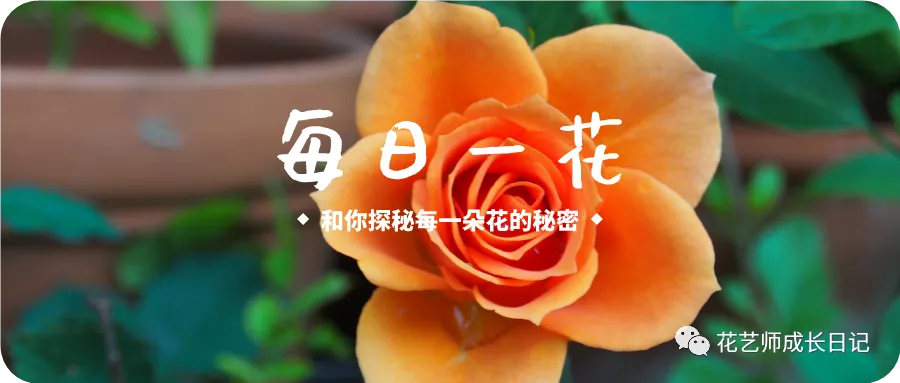 每日一花 美人鱼海芋 珍珠般的光泽 海芋中的绝绝子 花艺师成长日记 Mdeditor 每日一花 美人鱼海芋 珍珠般的光泽 海芋中的绝绝子 花艺师成长日记 Mdeditor