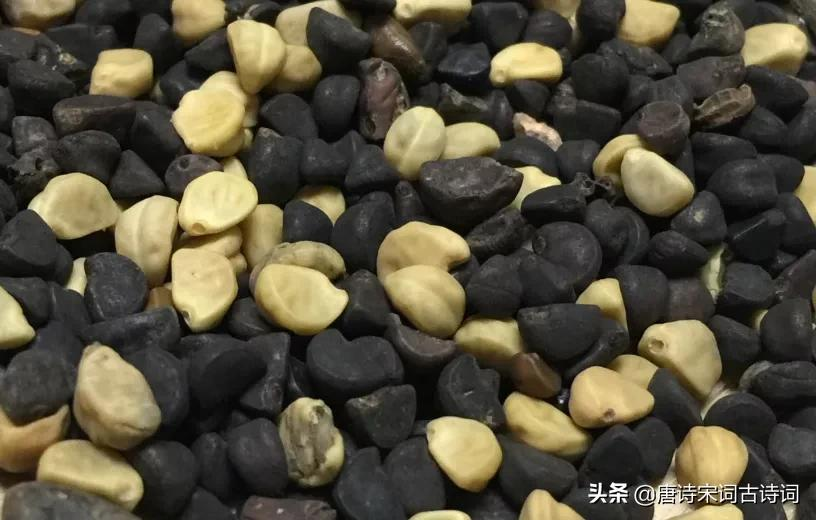 离离牵牛花，萦蔓绕业棘-第5张图片-诗句网