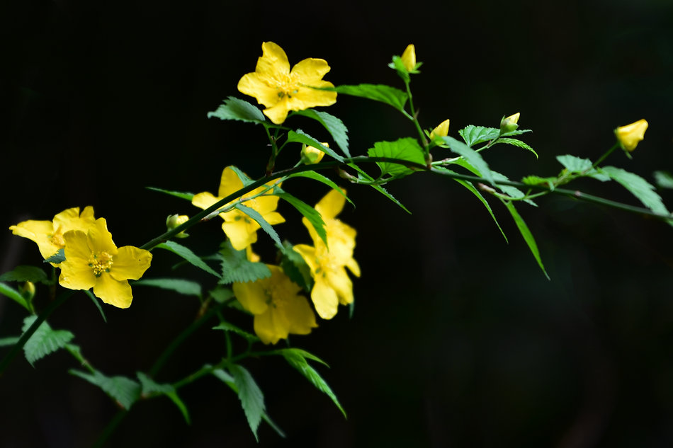 麦积山植物园春花争艳