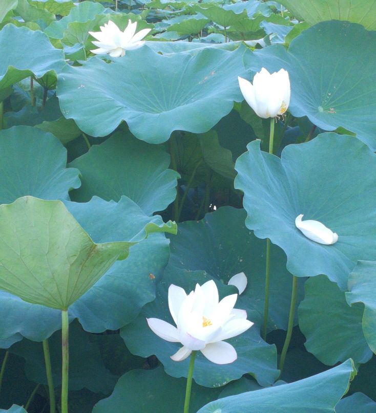 第七章 如何创意软文营销？