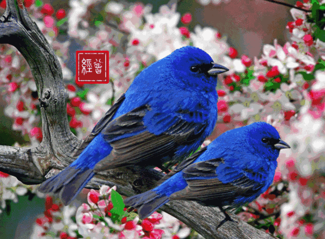 早安|大年十三早安图片日签正月十三阳光图片带字 2月6问候祝福美图