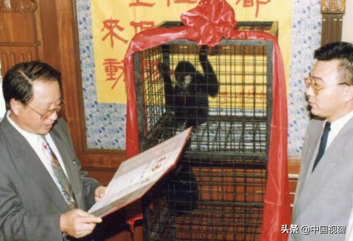 天津瓷房子首开免费夜游 光影互动传递动物保护理念