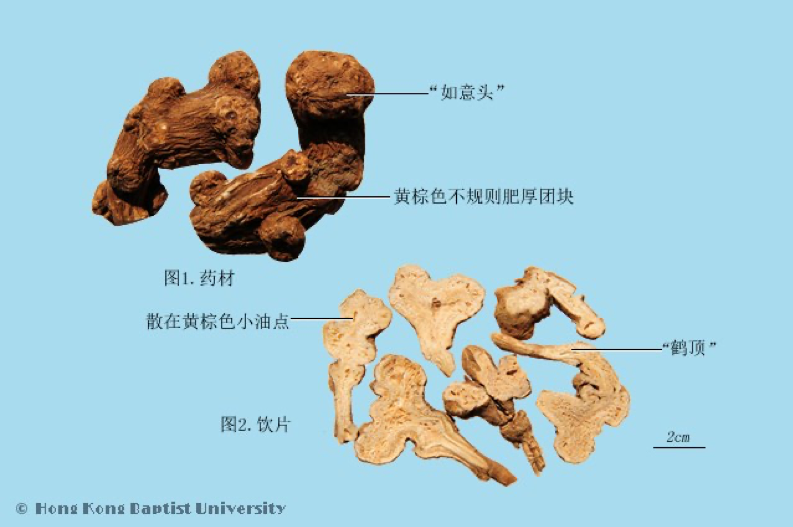 常见中药传统鉴别术语（二）