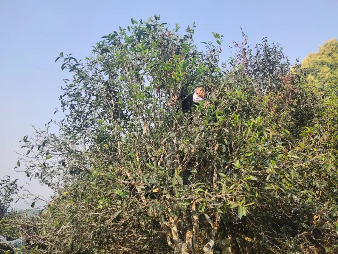 贺开古茶园春茶开采,隔着屏幕都能闻到茶香