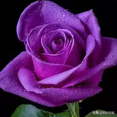 祝福语|正月初十一祝福语图片 一心一意的祝福送给你祝您一生幸福一世平安