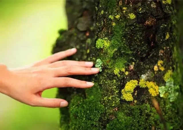 乾隆正摸树，侍卫拔刀就砍，乾隆：干什么？！侍卫的回答噎住皇帝