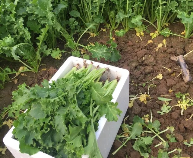 野生芥菜：既可腌制又可榨油，高产优质栽培技