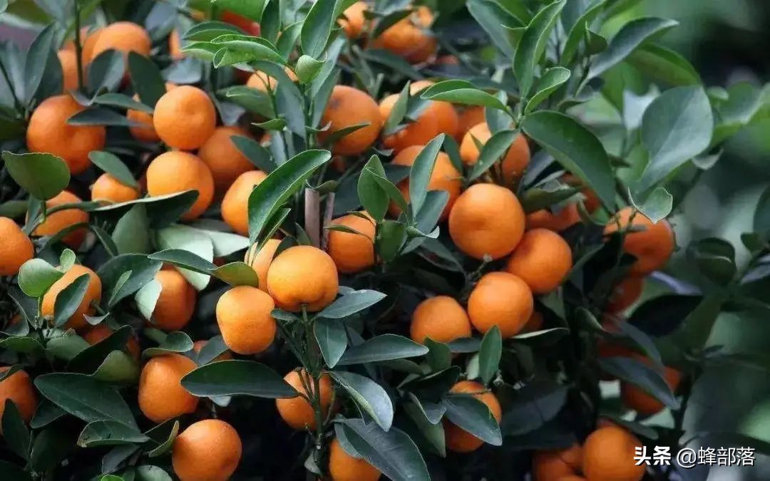 在农村干什么挣钱（农村挣钱的方法还有补贴）