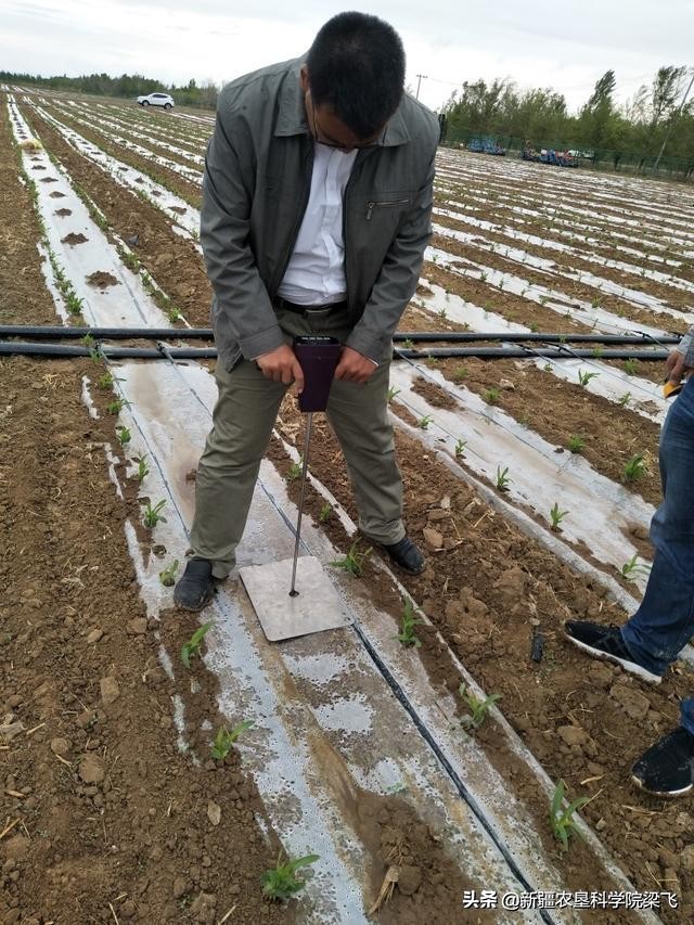 盐碱地改良过程中是否需要全部打破土壤障碍层的关键技术分析
