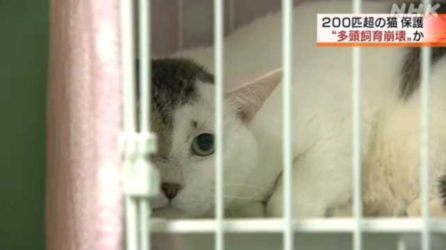 猫咪集中营？日本一户民居挤满238只猫，骨瘦如