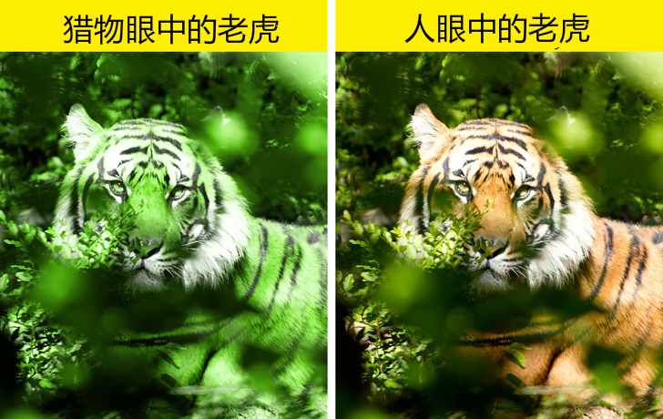 10个关于动物的有趣知识，看完令人姿势大涨-第1张图片-大千世界