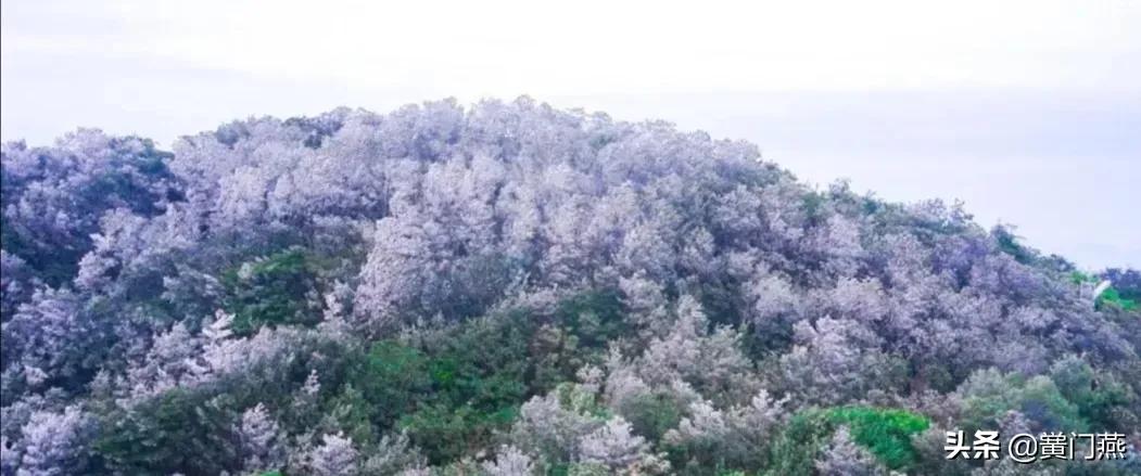 寒潮袭鹏城，梧桐山琼花美景刷屏