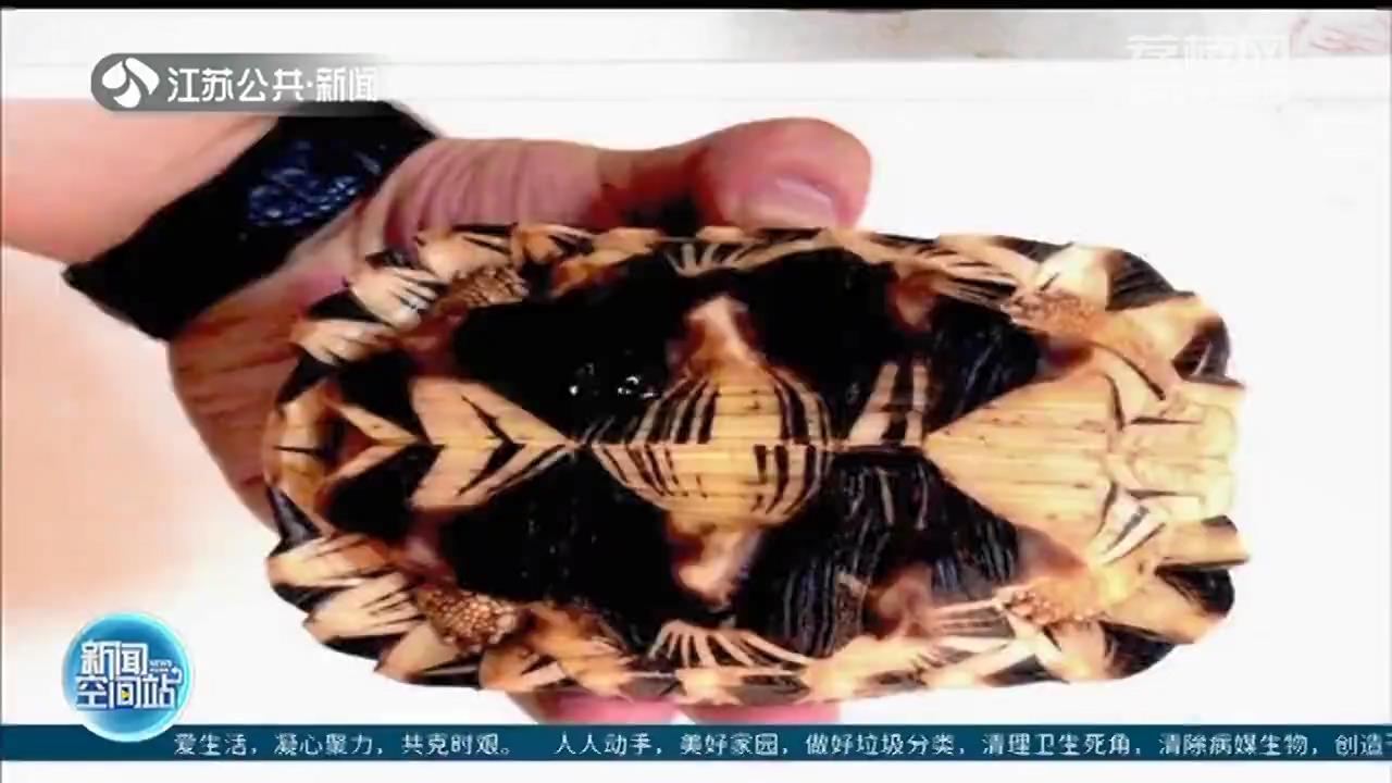 扬州宠物店老板非法贩卖陆龟被判10年，“个性宠物”不能踩法律红线