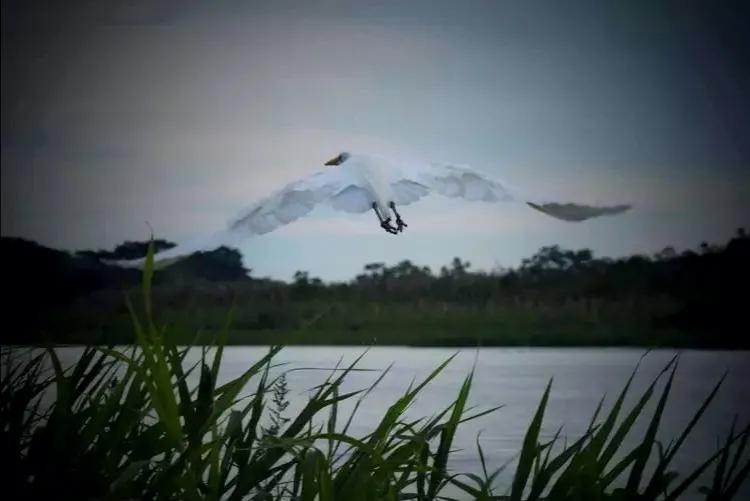 人類的禁區，動植物的天堂，亞馬遜雨林到底有多恐怖？