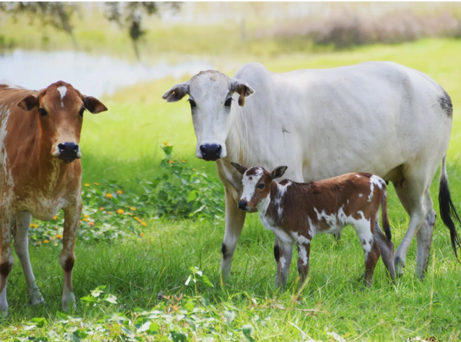 牛的背上居然有驼峰，小型泽布牛是世界上最小的宠物牛
