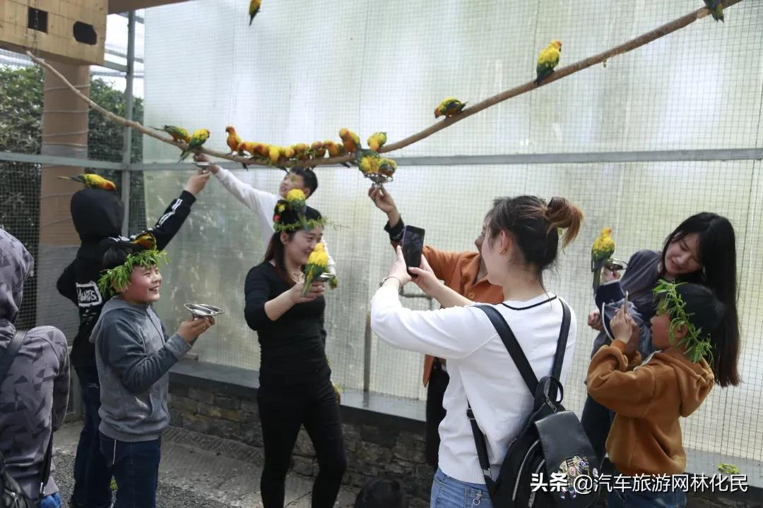 沂蒙马泉休闲园万亩樱桃花开,门票免费送啦