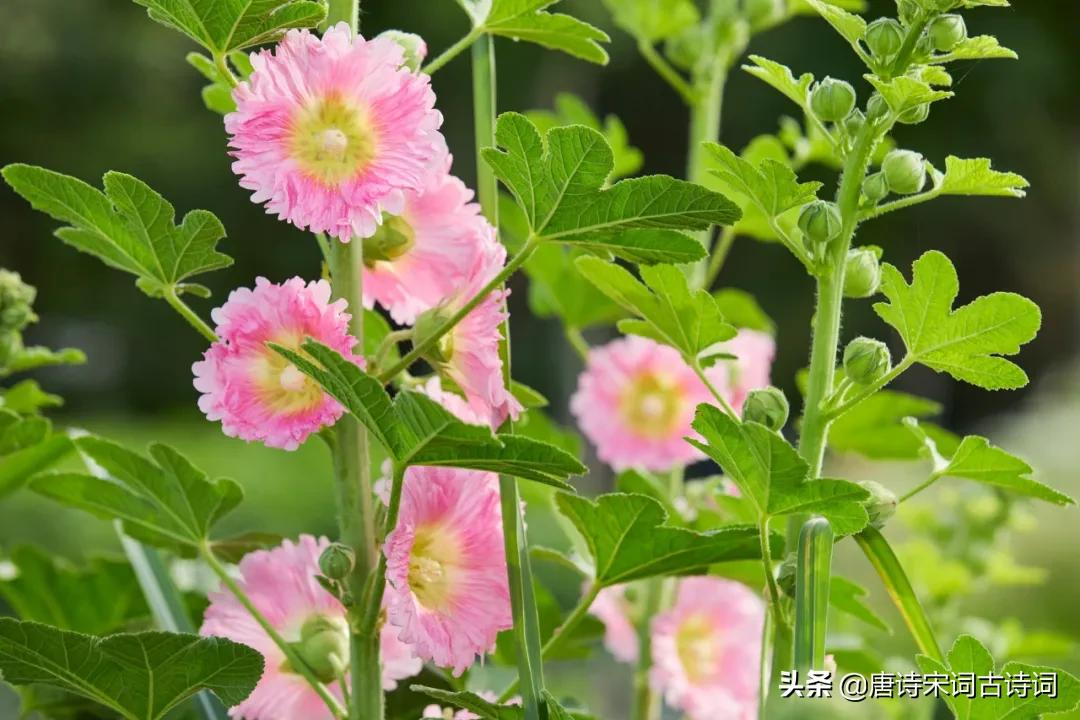夏天的花儿-第1张图片-非凡网 夏天的花儿-第1张图片-非凡网