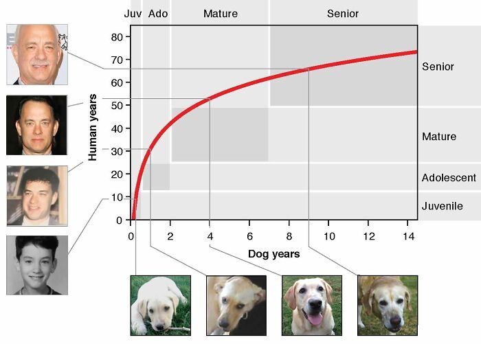 名兽医：狗狗1岁等于人类31岁！附加州大学最新人狗年龄换算图
